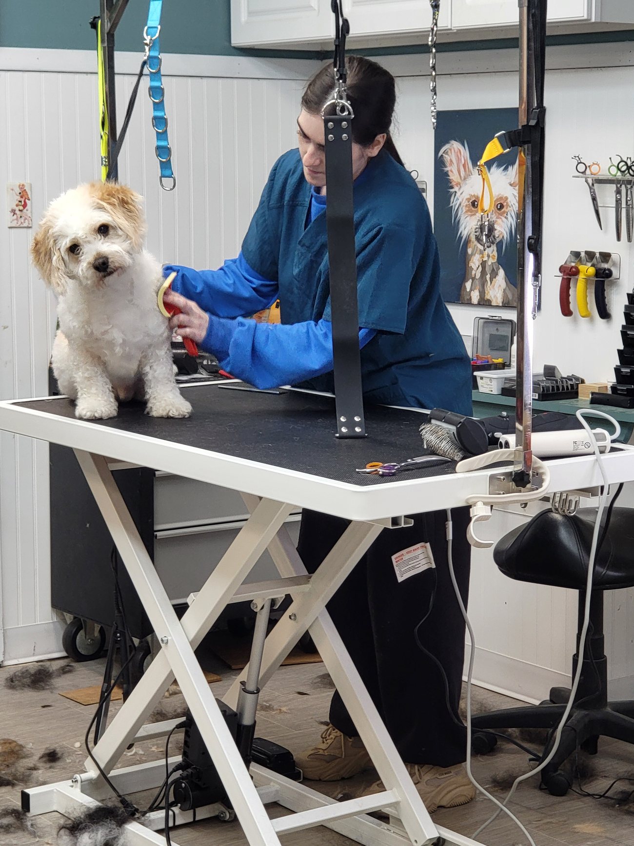A groomer working on a small dog at the table