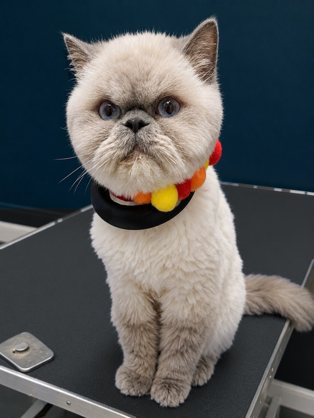 An Exotic Shorthair cat finished on the grooming table