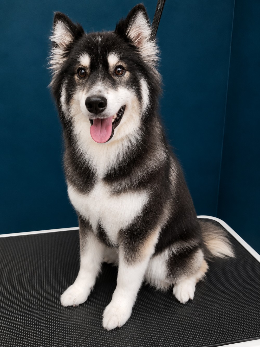 A husky-type double coat finished after a full de-shed