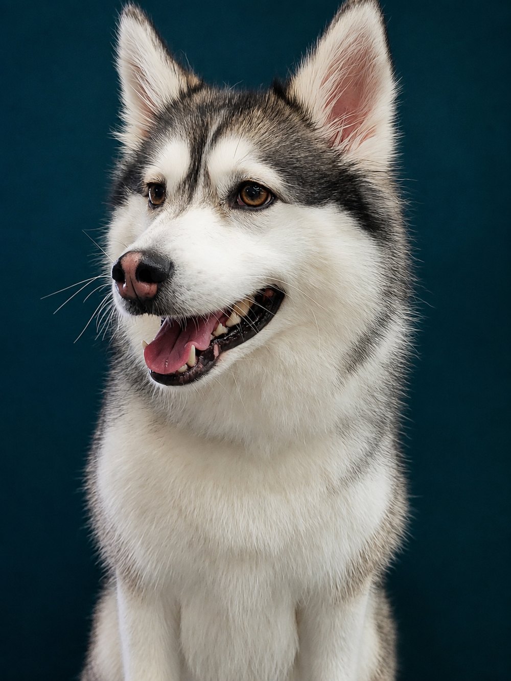 A husky-type double coat finished head-on