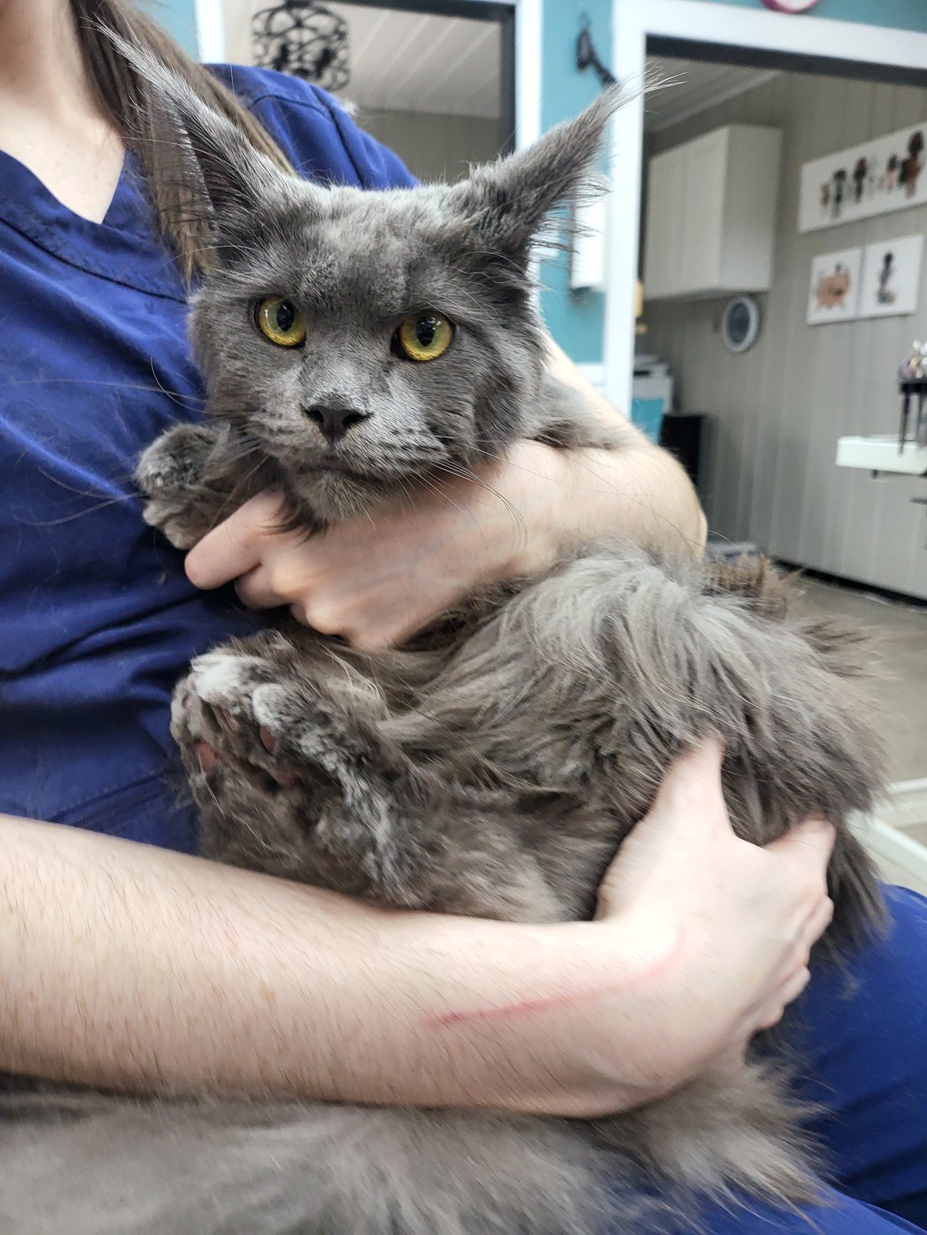 A long-haired grey cat held gently by a groomer