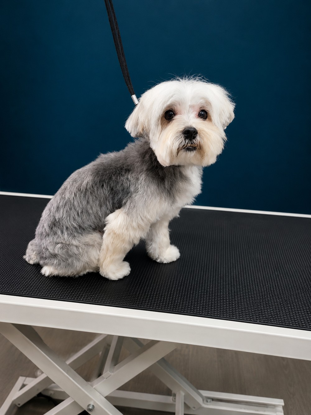 The same dog after a full groom
