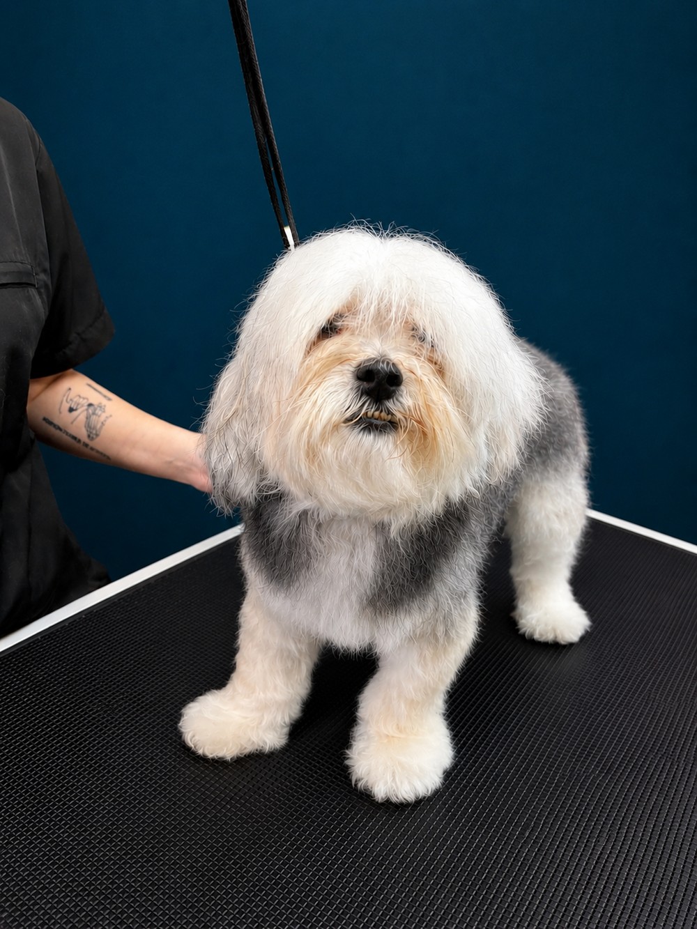 A shaggy overgrown coat before its groom