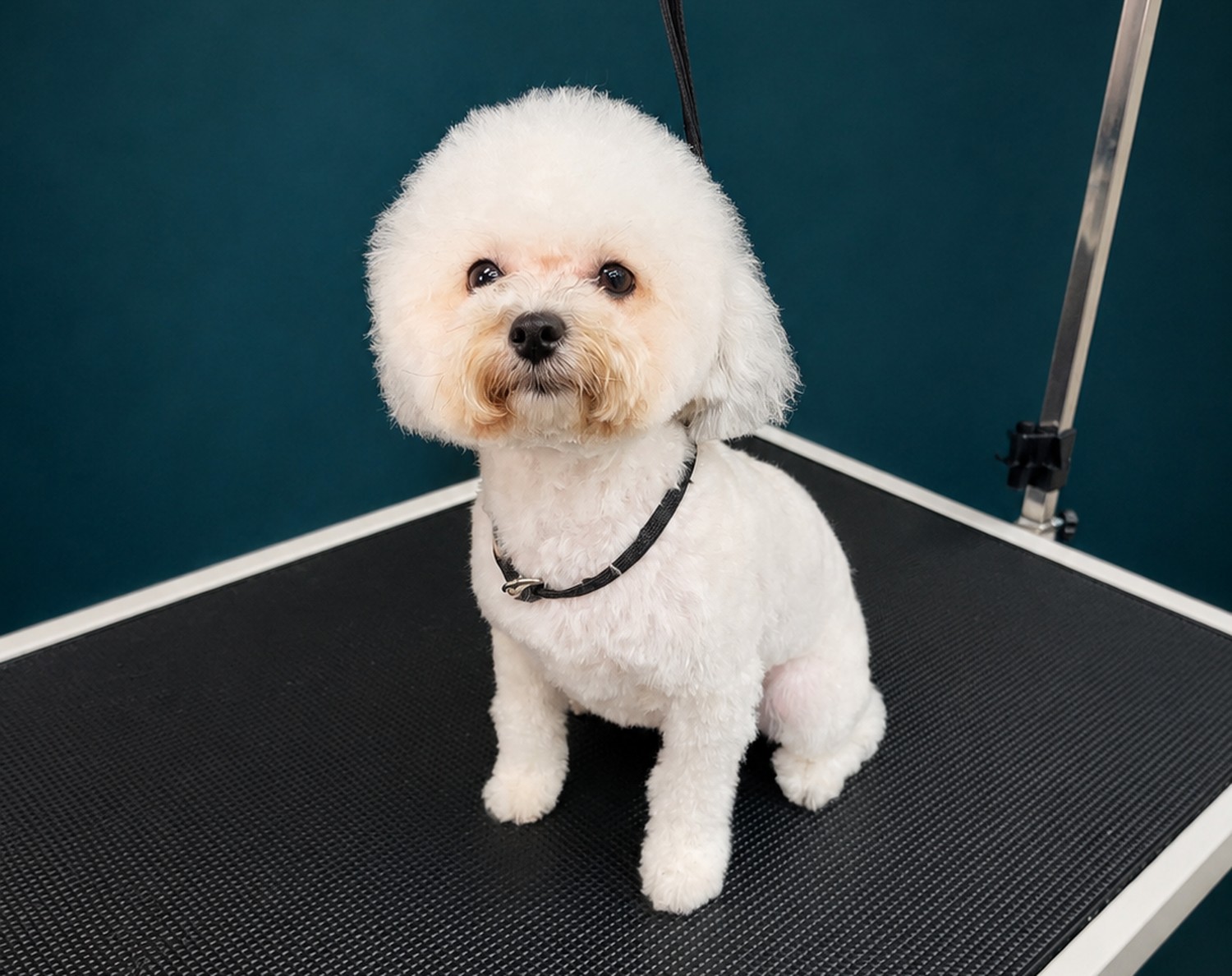 A Bichon Frise finished with a rounded head
