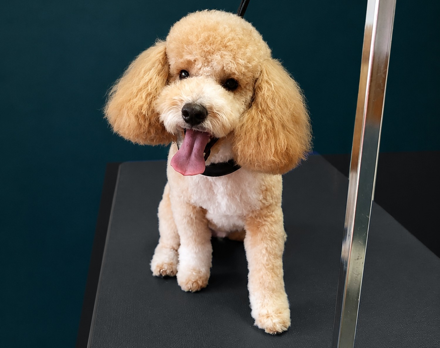 A Miniature Poodle finished with a rounded teddy head