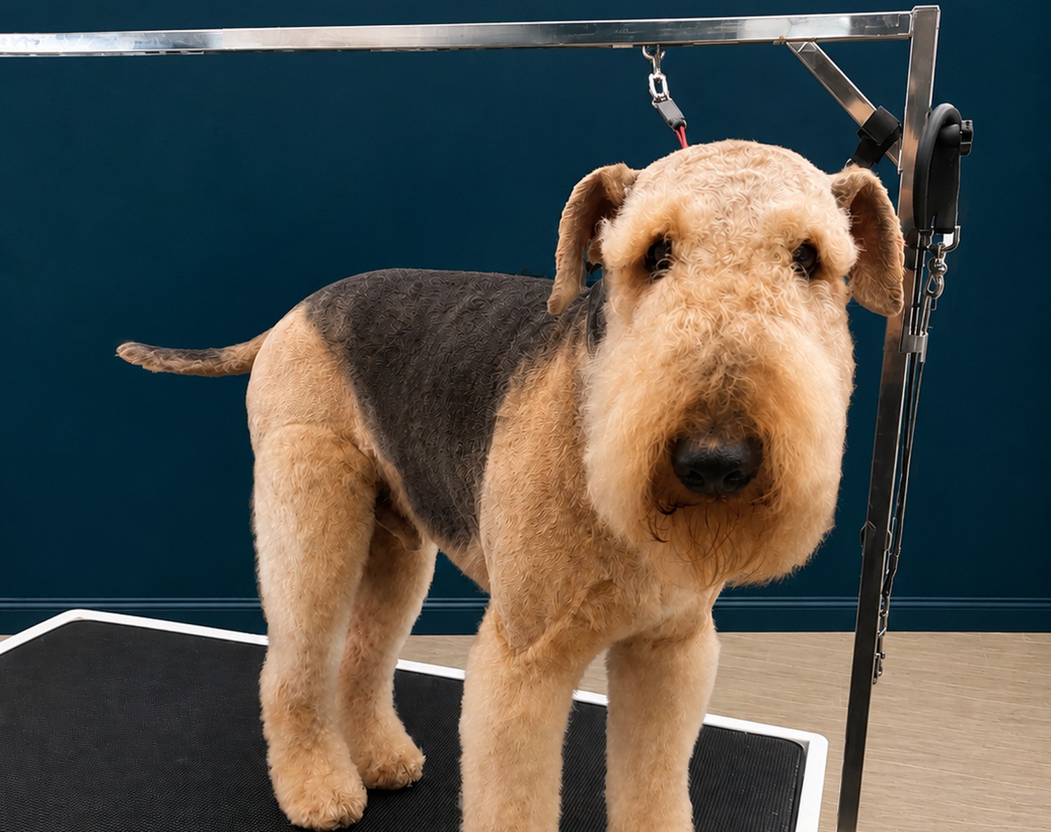 An Airedale Terrier finished with a saddle pattern, body clipped short and furnishings left