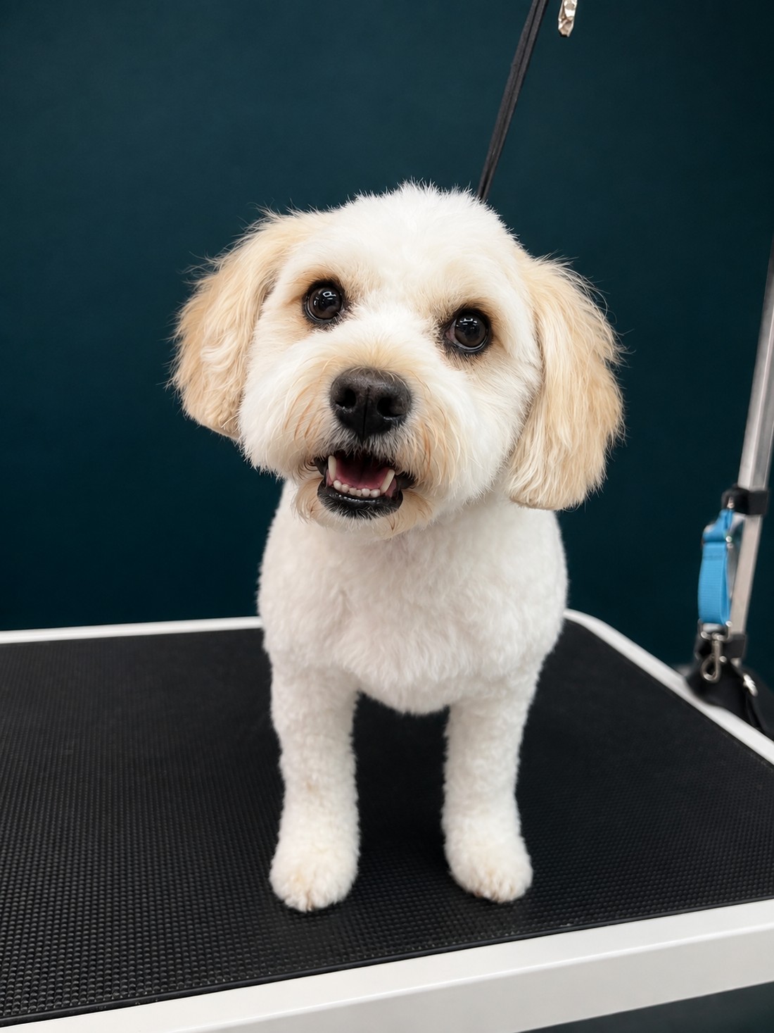 A small dog standing calmly on the grooming table