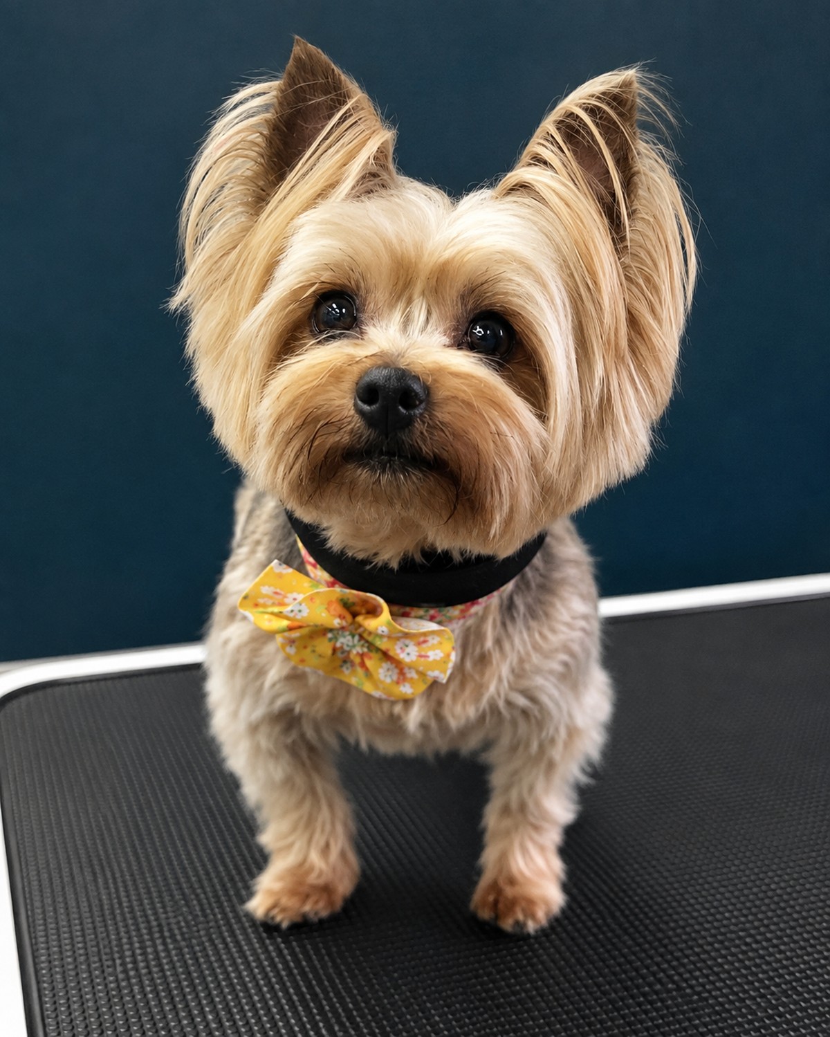 A Yorkshire Terrier finished at The Gilded Groomer